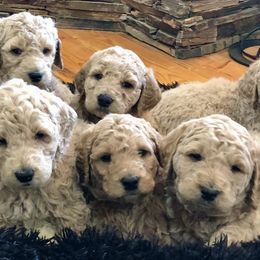 Goldendoodles and Springerdoodles from Latté’s Doodles