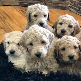 Goldendoodles and Springerdoodles from Latté’s Doodles