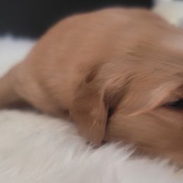 Golden Retrievers from 24KT Retrievers