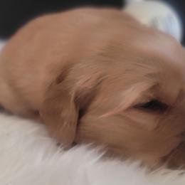 Golden Retrievers from 24KT Retrievers