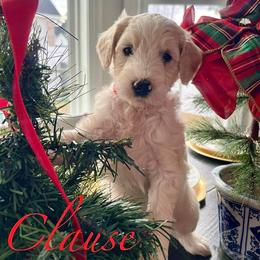 Goldendoodle Puppies from ENC Goldendoodles