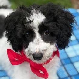 Loki - male Cavapoochon puppy in North Lawrence, Ohio from Liberty Pups