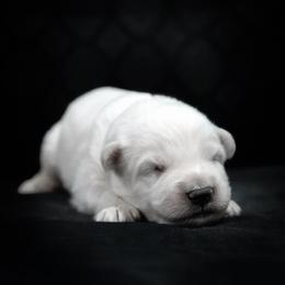 Black Collar Boy - White male Berger Blanc Suisse puppy in Aurora, Colorado from Moonlight Berger Blanc Suisses