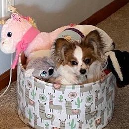 Collies and Papillons from Glenara Collies & Papillons