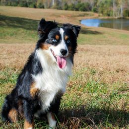 Ruger - Miniature American Shepherd