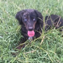 Spook - Miniature Australian Shepherd