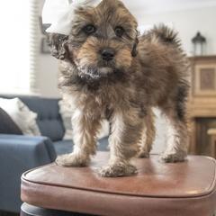 Assorted Doodle Crosses, Bernedoodle, Double Doodle, Goldendoodle, Labradoodle, and Whoodle Puppies from Our Little Farm Life Doodles
