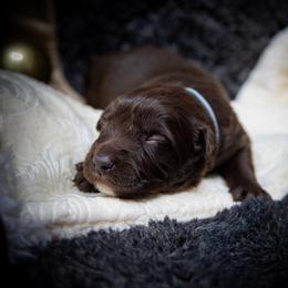 Boy 3 - male Border Collie puppy in Shelbyville, Tennessee from C Horns Ranch Border Collies