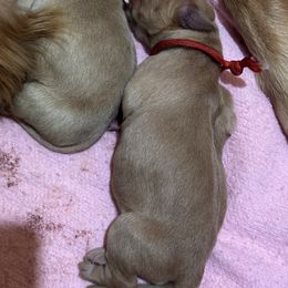Golden Retriever Puppies from St. Paul Goldens