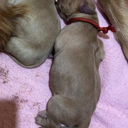 Golden Retriever Puppies from St. Paul Goldens