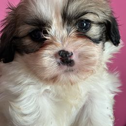 Grayson - Sable and white male Shih Tzu puppy in Oxon Hill, Maryland from Shihtzus4life