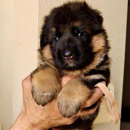 Brown collar - Black and red male German Shepherd puppy in Stockton, California from Zaragoza German Shepherds