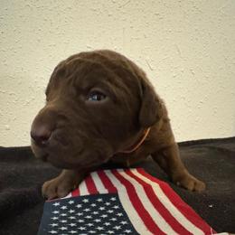 Orange - Dark brown male Chesapeake Bay Retriever puppy in Lewiston, Utah from Bellus Chesapeakes