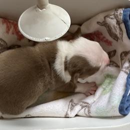 Lilac tri tuxedo - White and silver female Teddy Roosevelt Terrier puppy in Russellville, Kentucky from Mud-E Acres Kennel