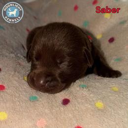 Saber - Red Collar - Chocolate male Labrador Retriever puppy in Elloree, South Carolina from Moonlight Kennels LLC
