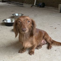 Coco - Dachshund