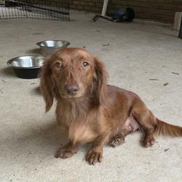 Coco - Dachshund