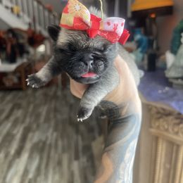 Marilyn - Fawn female Pug puppy in Winter Haven, Florida from The Pugarazzi