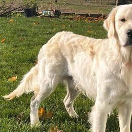 Golden Retrievers from Oregon's Legendary Goldens