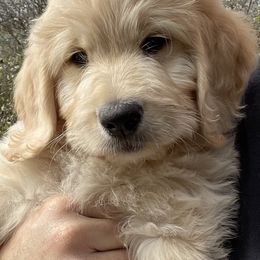 Goldendoodle Puppies from Cute as a Doodle