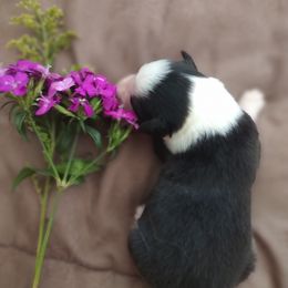 Australian Shepherd Puppies from TANDEM Aussies