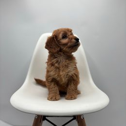 Emmy girl - Apricot female Goldendoodle puppy in Creston, Ohio from Mini Doodles Dandy