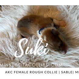 Suki - Sable merle and white female Collie puppy in Plato, Minnesota from Minnesota Collies