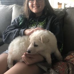 Berger Blanc Suisse Puppies from Nasha Comanda White Swiss Shepherds