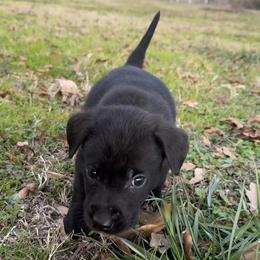 Red - Black male Labrador Retriever puppy in Kinta, Oklahoma from Beaver Creek Kennels