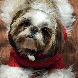 Clover - Shih Tzu