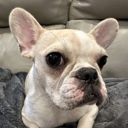 Sadie - French Bulldog
