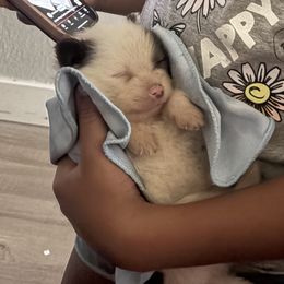 Butterball - Black and white male Pomsky puppy in Sacramento, California from Robinson Pomski