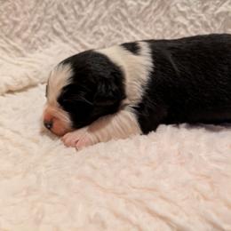 Lady Grey - Black tri-color female Australian Shepherd puppy in California from Skiba Aussies