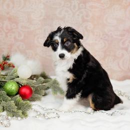 Raven - Black tri female Miniature Australian Shepherd puppy in Mechanicsburg, Pennsylvania from TJ's Aussies