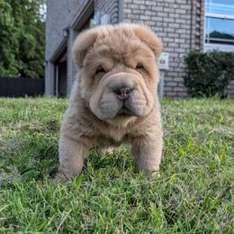 Prozac - Isabella dilute male Chinese Shar-Pei puppy in Clarksville, Tennessee from Wrinkle Bum Shar-Pei