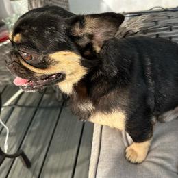 Mookie - French Bulldog