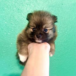 Chewy - Wolf sable male Pomeranian puppy in Stroud, Oklahoma from Laik’s Little Shihtz & Poms