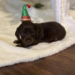 Dachshund Puppies from Doodle Bugs Doxies