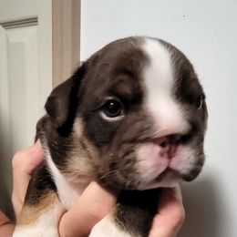 Boy 1 - Bulldog puppy in Newark Valley, New York from T&M Bulldogs