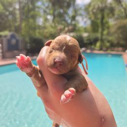 Bernedoodle, Cavapoo, Goldendoodle, Miniature Schnauzer, and Poodle Puppies from Alyssa Xxweetdoodles