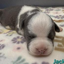 Jackie - Blue female American Staffordshire Terrier puppy in Clintwood, Virginia from SkyBlue Kennel