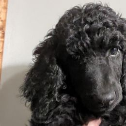 Linguine - Orange Collar - Black Poodle puppy in Rock Falls, Illinois from O'So Sharp Dogs