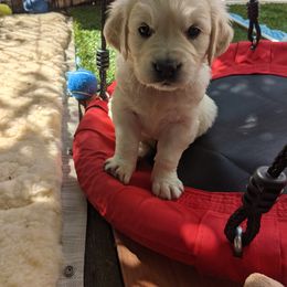 Golden Retriever Puppies from Cruz'n Golden Retrievers