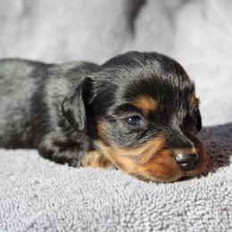 Michael 3000 - Black and tan male Dachshund puppy in Midland, Texas from The Barefield Doxies