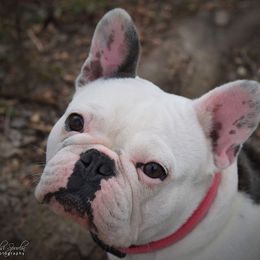 Sweet Pea - French Bulldog