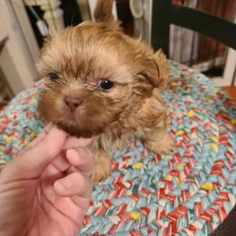 Shih Tzu Puppies from Tammy's Shihtzu Shack