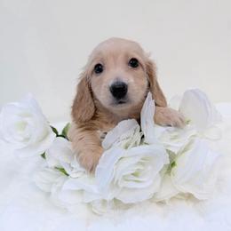 Mark - Red male Dachshund puppy in Richmond, Virginia from Irresistible Dachshunds & Cavaliers