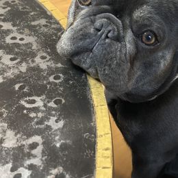 Bulldogs and French Bulldogs from Salem Bulldogs