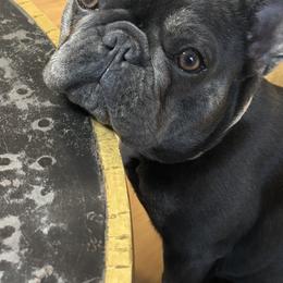 Bulldogs and French Bulldogs from Salem Bulldogs