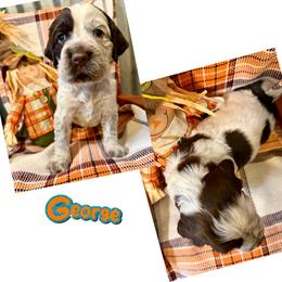 George - Liver white and roan male English Springer Spaniel puppy in Madison, Indiana from McCollough's Pawsome Spaniels and Danny's Delightful Dachshunds